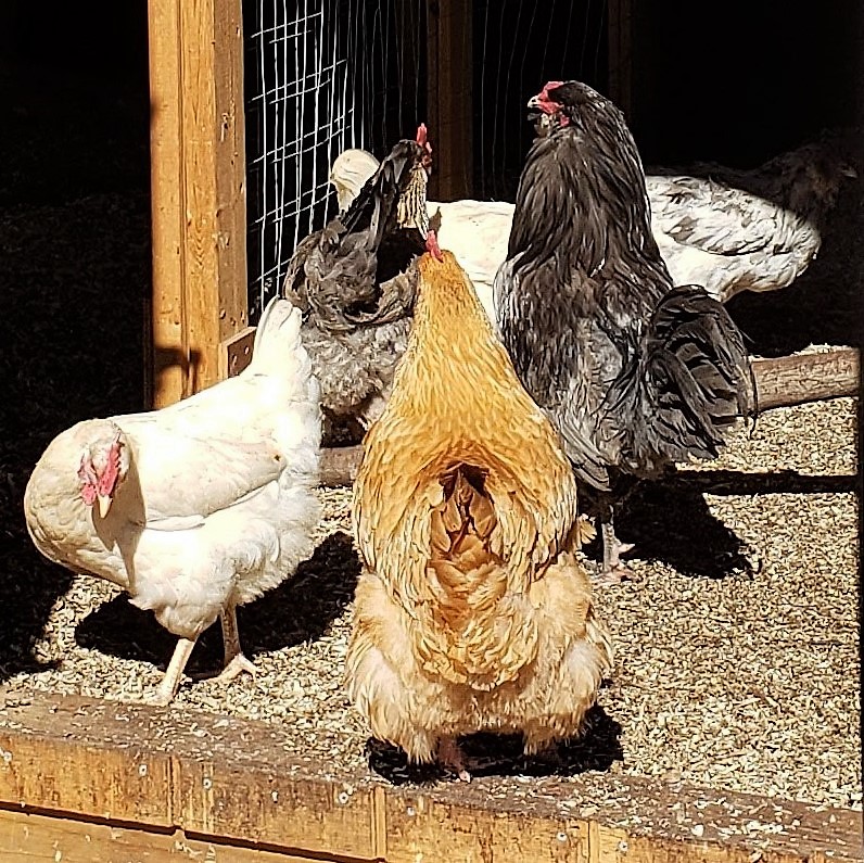 sandyconnolly's tweet photo. Happy #Friday!!
#FluffyButts
#BackyardChickens
#WindsorVT https://t.co/EcwszzdYue