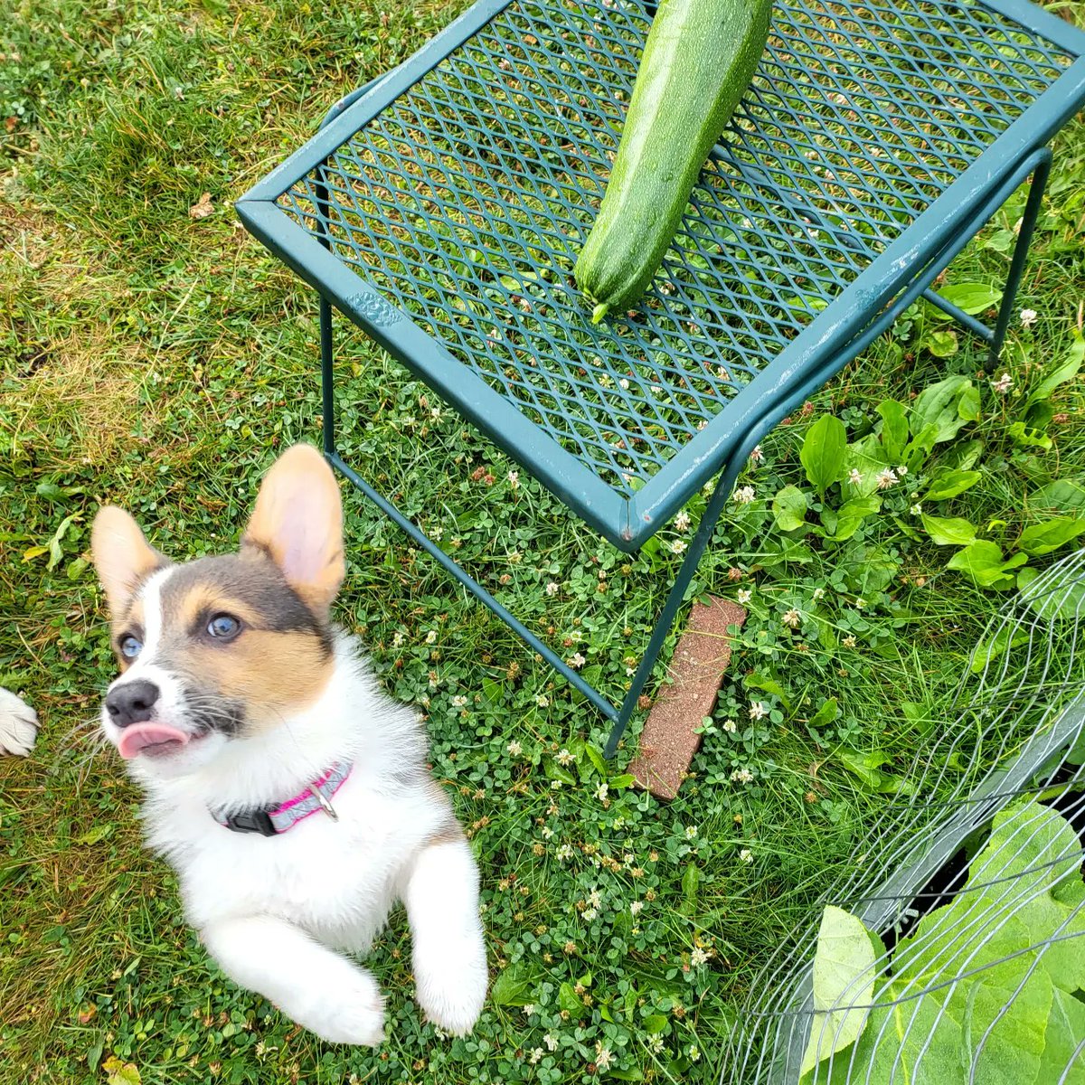 CorgiZowie's tweet image. New zuke goofin. @CorgiDuncan #CorgiCrew #corgi #dogsoftwitter