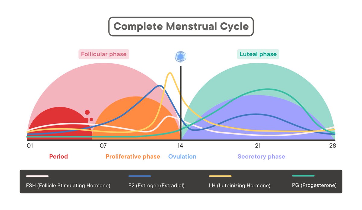 AbudBakri's tweet photo. The male rhythm is like the sun ☀️ 

24 hr cycle 🔁 

Testosterone high in the morning and drops, only to repeat again next day

The female rhythm is like the moon 🌚 

28 day cycle 🔁 

Different during each phase of the cycle 

Hormones rise and fall on a longer time scale

Most radiant on day 14