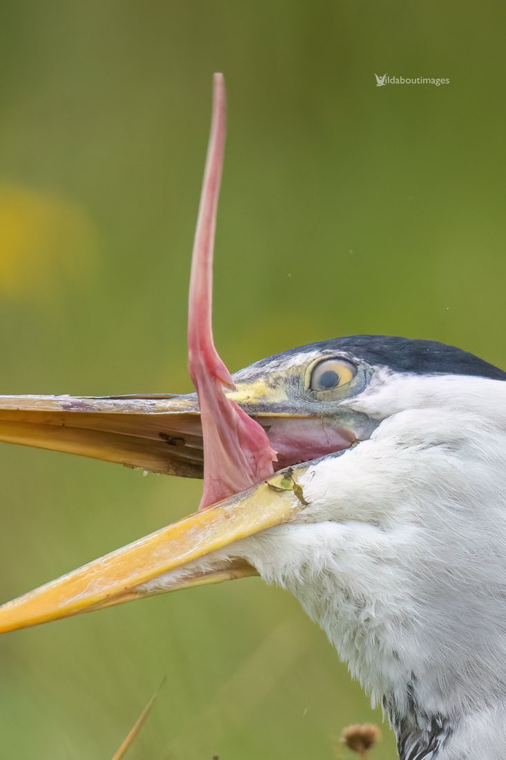 Ever seen a Herons tongue? 🤣🤣 

#carltonmarshes #carltonmarshesnaturereserve #wildlife #heron #SonyAlpha