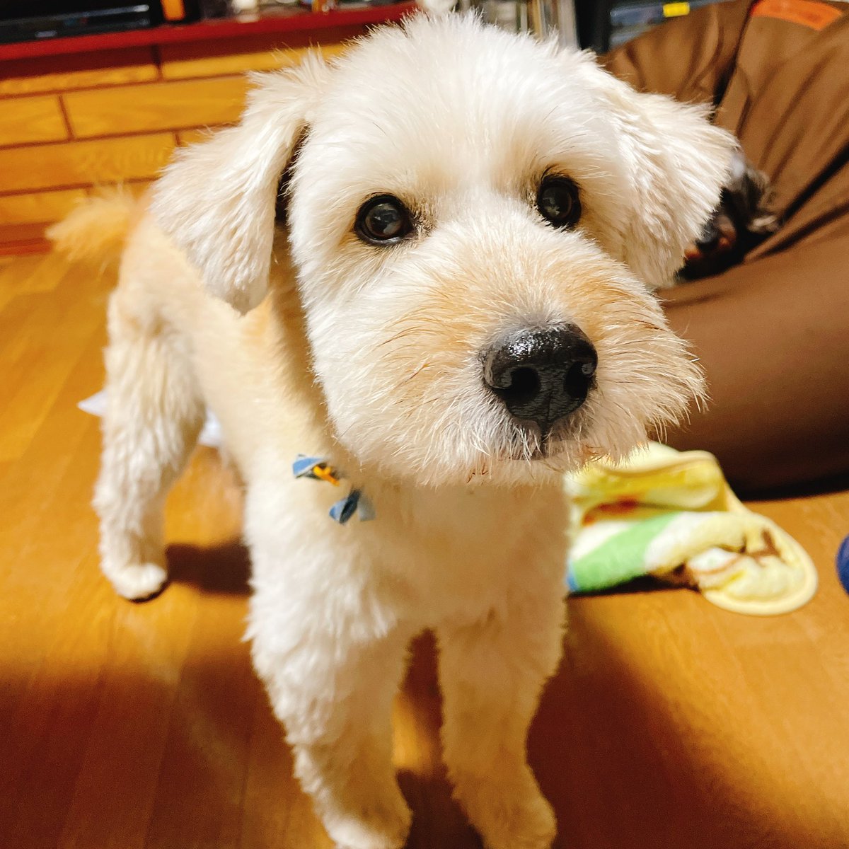 どなたかこの犬を見かけませんでしたか？
もし保護してくださった方がいれば、至急連絡をください！

#拡散希望 #迷い犬 #迷子犬 #捜索中 #矢板 #栃木