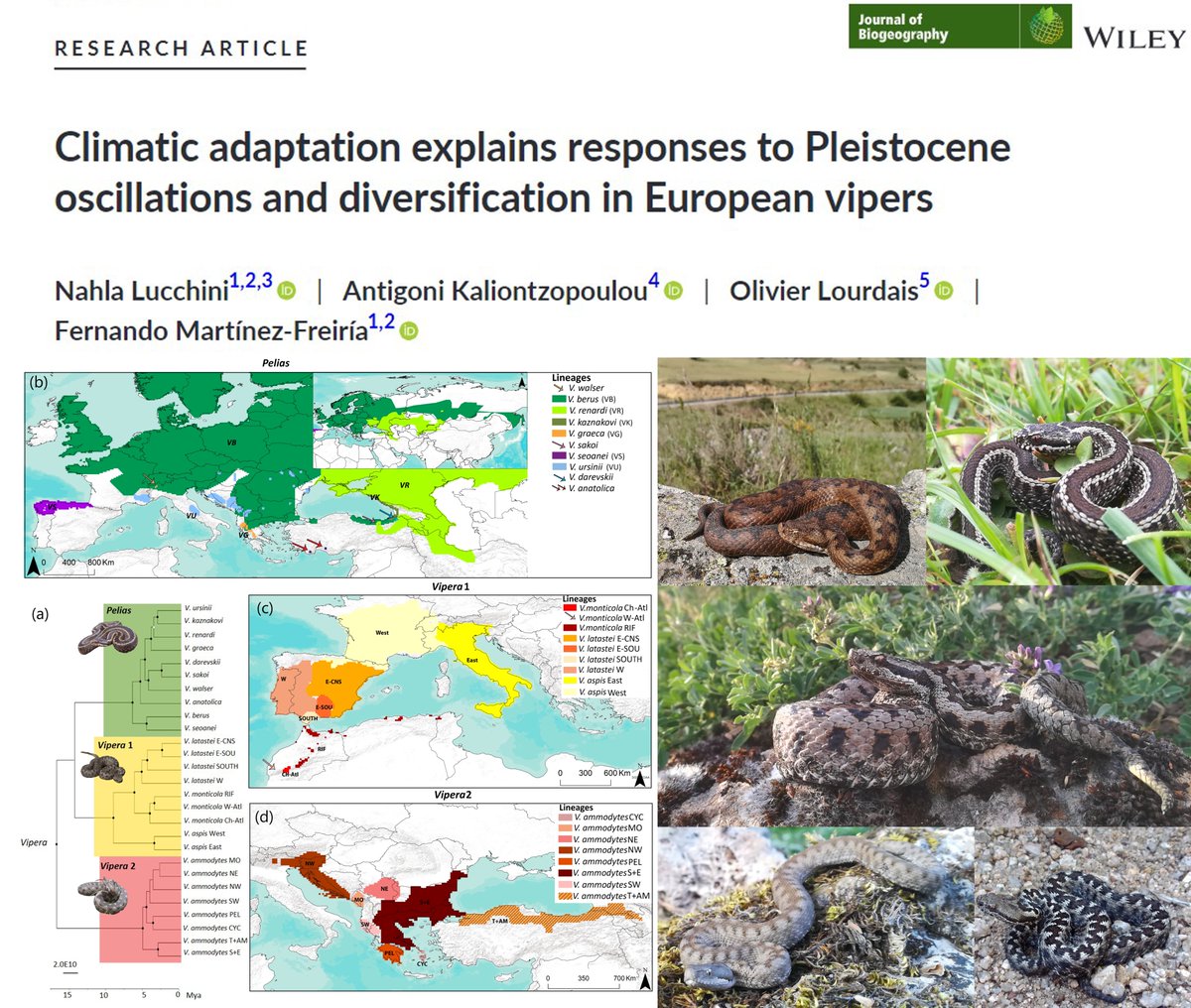 The first article of my PhD project is finally out on <a href="/JBiogeography/">Biogeography.News</a>!

We combined ENM, phylogenetic comparative methods and niche overlap tests to investigate the eco-evolutionary processes that drove diversification in 24 European viper lineages.

onlinelibrary.wiley.com/doi/epdf/10.11…