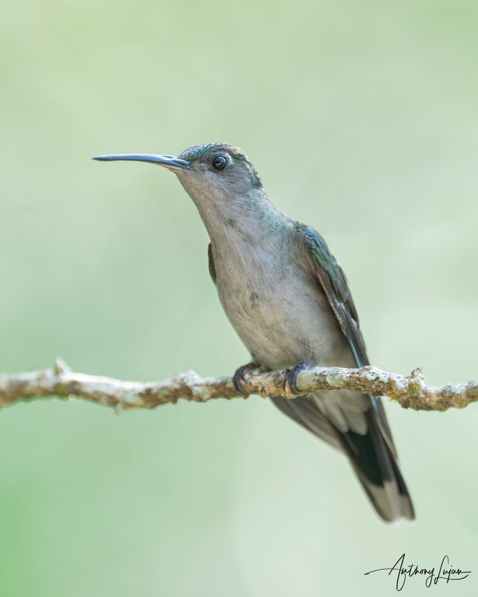 anthonylujan's tweet photo. Gray-breasted Sabrewing
Campylopterus largipennis
Status - Least Concern
Waqanki Lodge, Moyobamba, Peru
Sony A1 - Sony 600mm
#ALhummingbirdperched
#graybreastedsabrewing #sabrewing #hummingbird #colibrí #beijaflor #Trochilidae #hummingbirds #peru #hummingbirdsofperu #nuts_abo... https://t.co/eP7jmmytrP