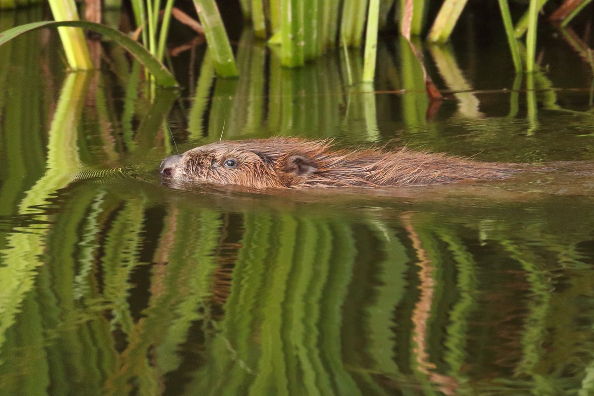 SheffCouncil's tweet image. Sheffield will receive £96k to study bringing back the Eurasian beaver to Sheffield and surrounding areas.

They have a positive environmental impact by building dams which can reduce flooding and improve water quality. Read more here: 
sheffnews.com/news/funding-t…

#Sheffield