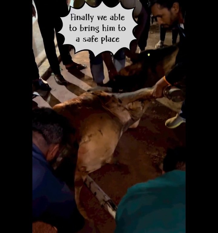 KalingaYuva's tweet photo. We are proud to inform you that we have successfully rescued a cow who was injured on road. It was really a gruesome task but we were able to accomplish it.
 #saveanimals @achyuta_samanta https://t.co/tMQhx8HpAG