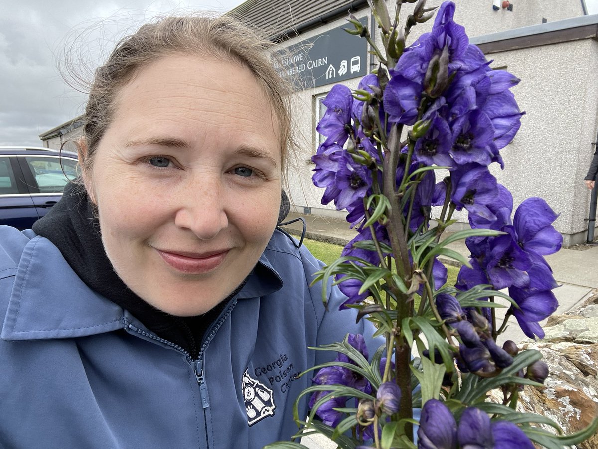 Some Monkshood casually growing outside Maeshowe Neolithic Orkney World Heritage Site 🌱