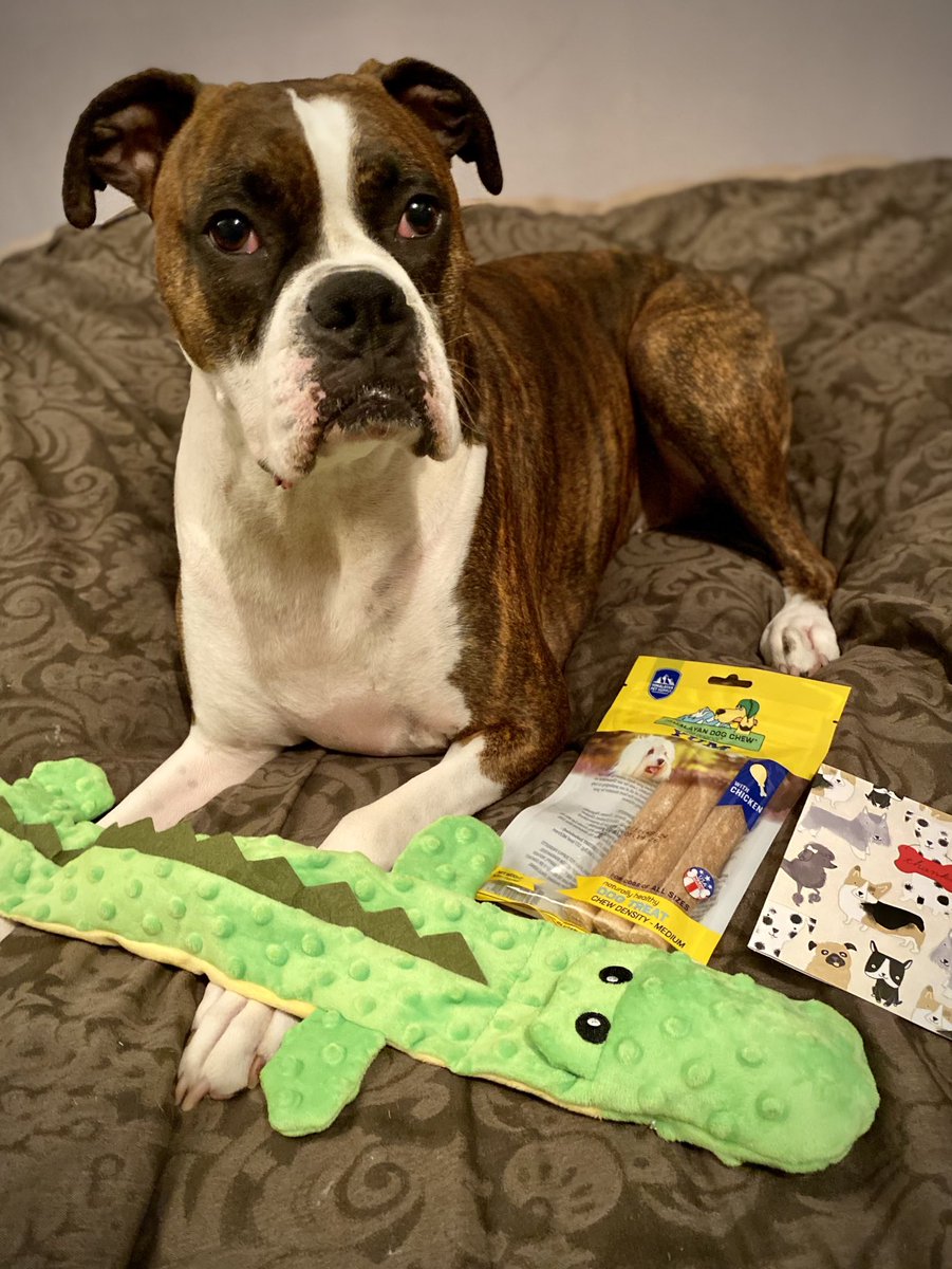 Gunner is so excited about the PUP MAIL he received from ⁦@mommasboymushu⁩ for #ChristmasInJuly 🎄❤️🐊🥰 Thank you for your KINDNESS, Gunner is having a BLAST!! #DogsofTwitter #HappyFriday #KindnessMatters #ThankYouSoMuch #BoxerDog #DogFriends #HappyDog