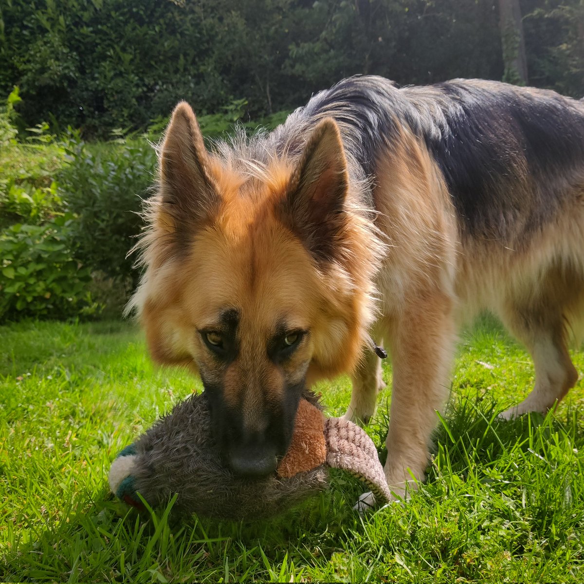 Aidan Harding @aidanharding@fosstodon.org tweet media