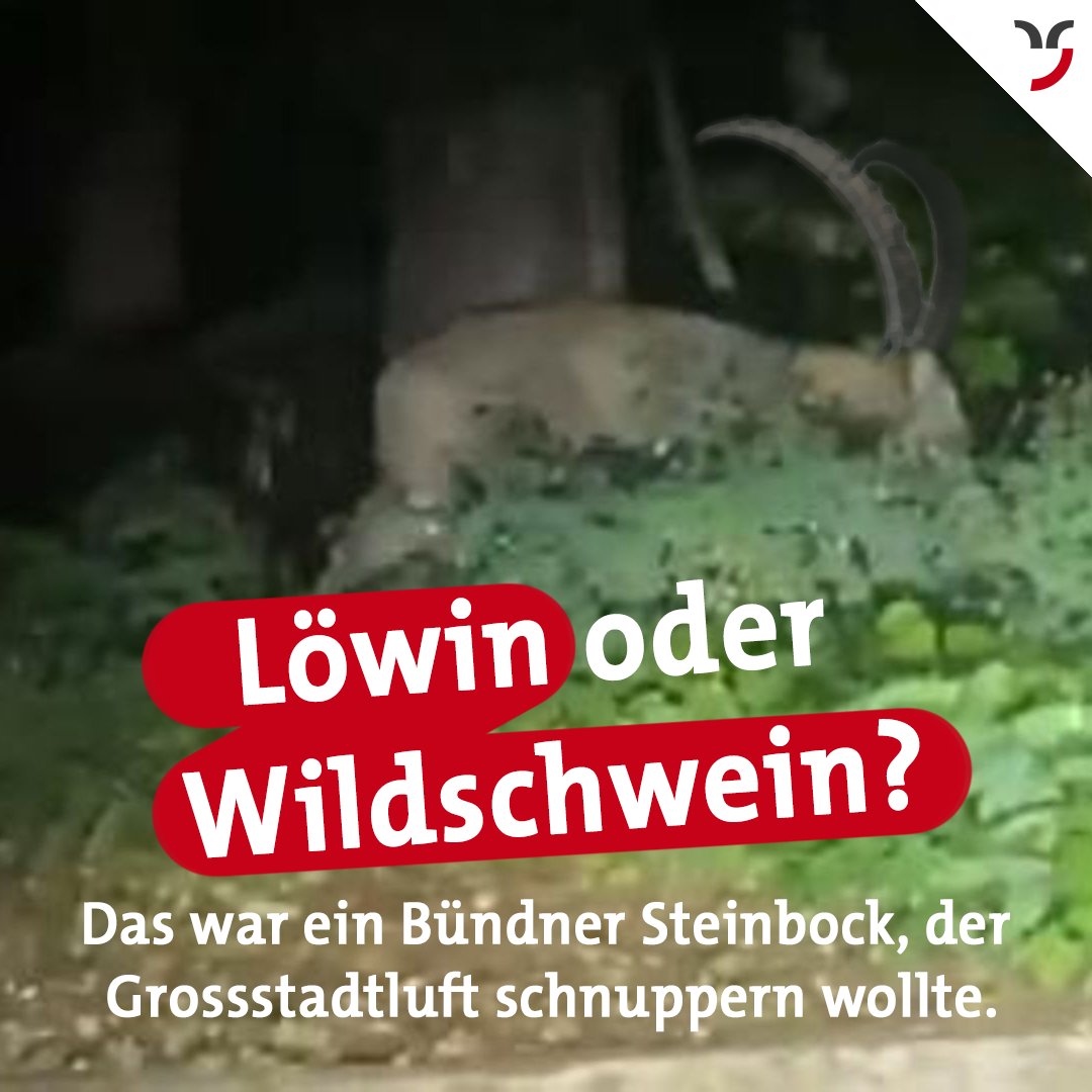 Was für ein Gebrüll! Dabei war's doch nur ein Steinbock, der mal raus musste. #löwin #berlin #kleinmachnow