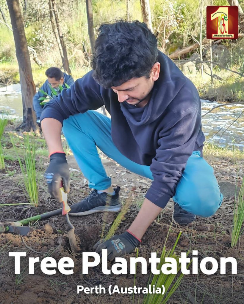 DSSNewsUpdates's tweet photo. What an incredible feat! 
Dera Sacha Sauda volunteers in Perth, Australia have planted🌳 a staggering 9000 trees to nurture and protect our precious environment🌎! Their dedication and commitment is truly inspiring. Let's join hands in this noble cause! #TreePlantation #Environment #DeraSachaSauda #SaintDrMSG #RamRahim #Humanity