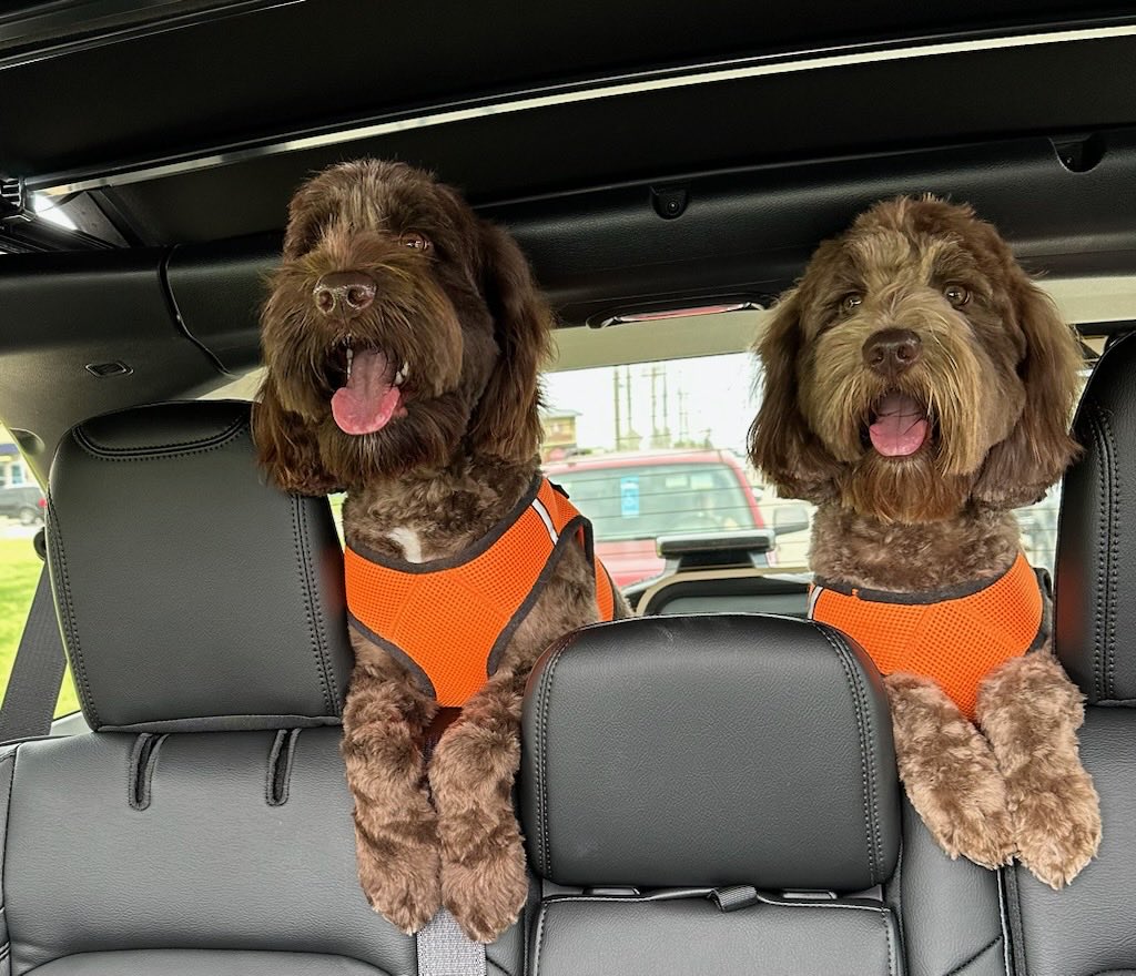 Peter Nelson tweet media