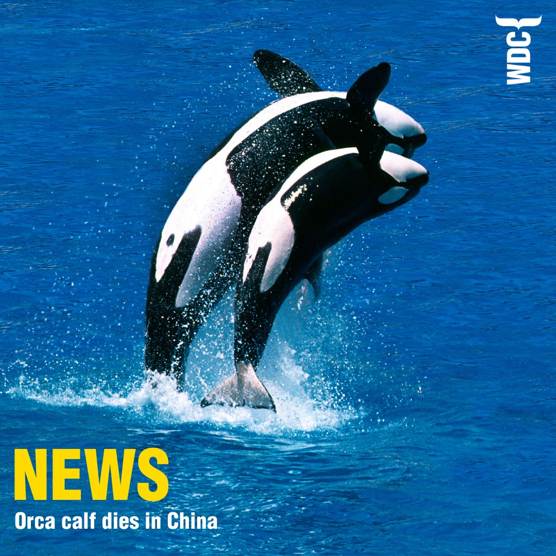 Whale and Dolphin Conservation (WDC) tweet media