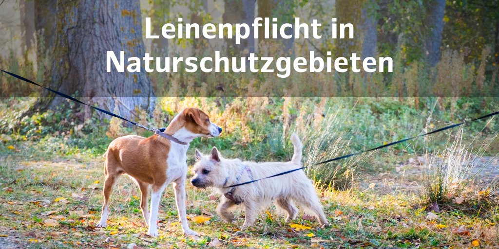 Leinenpflicht für Hunde in Naturschutzgebieten unbedingt beachten ▶️t.hh.de/17260580
Alle wichtigen Infos und Hintergründe für Hundehalter:innen gibt es auch im Flyer: 
hamburg.de/contentblob/15…