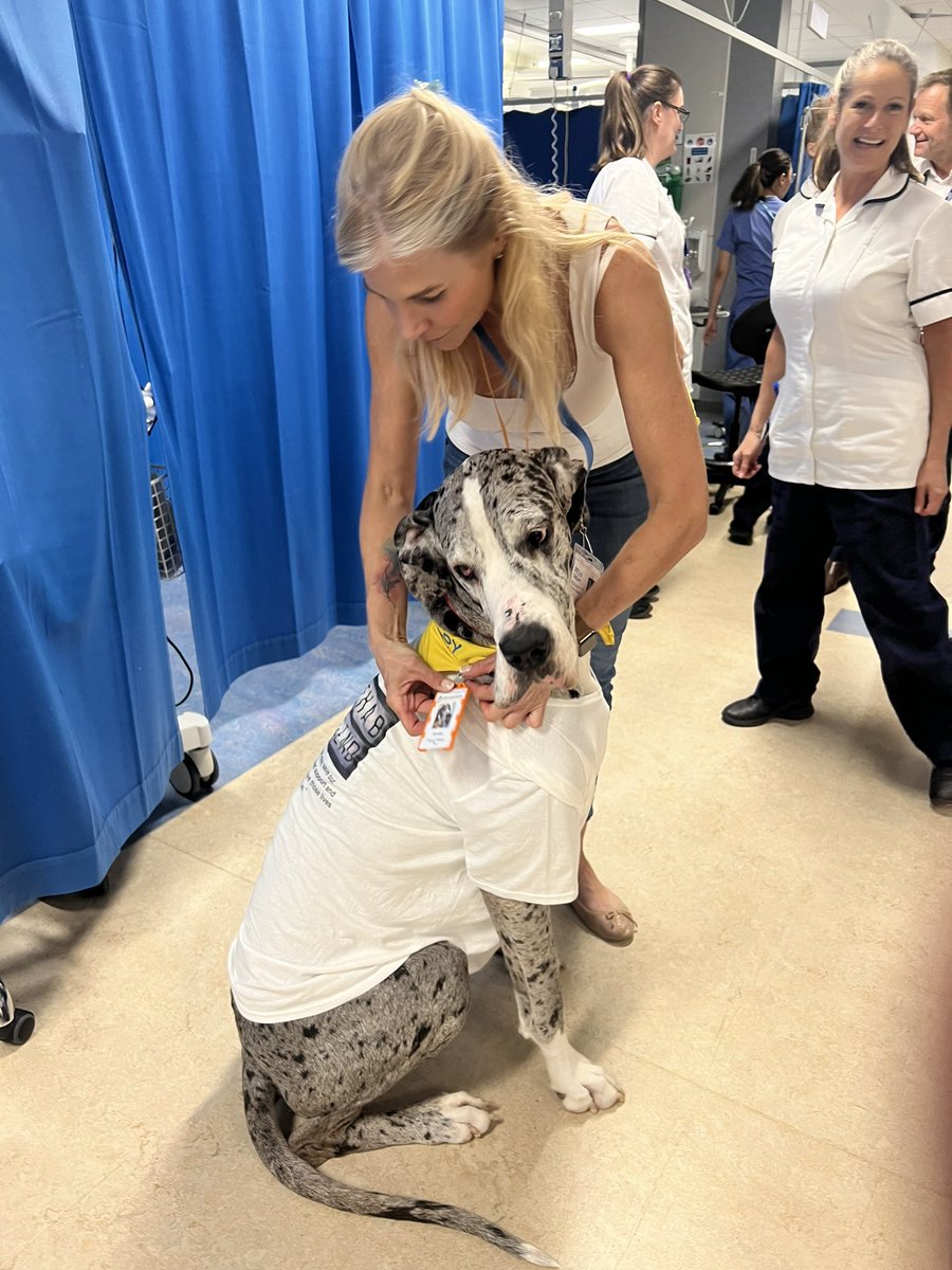 Ok #ICURehabDay23 … the competition is now wide open again! There are therapy dogs, and then there is LOKI the Great Dane, and he’s wearing a #rehablegend t shirt! 

<a href="/TantamKate/">Kate Tantam (She/her)</a> this is for you and <a href="/PaulTwose/">Paul Twose</a> and the whole of #ICUSteps- thank you for inspiring this fab day 🥰