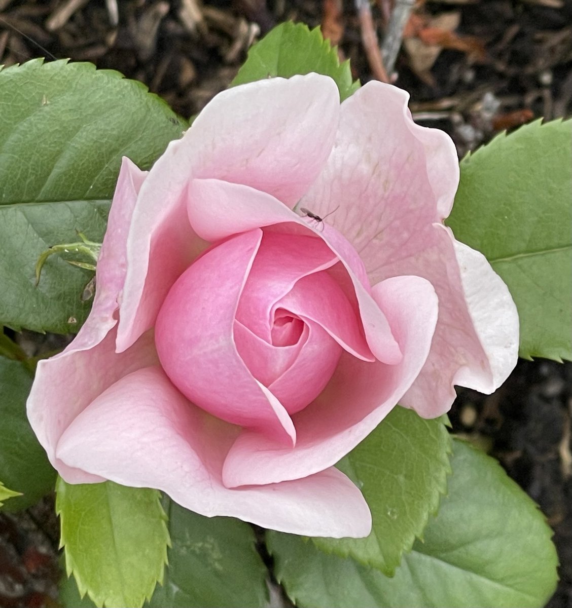 #JustNow #PinkFriday #NotRoseWednesday just simply a lovely pink patio rose 🌹🩷😍