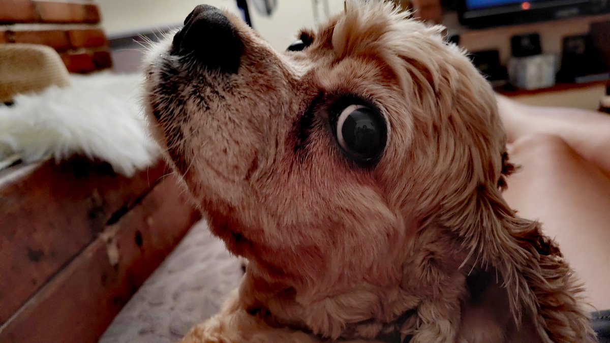 Anna_gz's tweet photo. @thehappydog_ Hello😍 https://t.co/MOktzskOlb