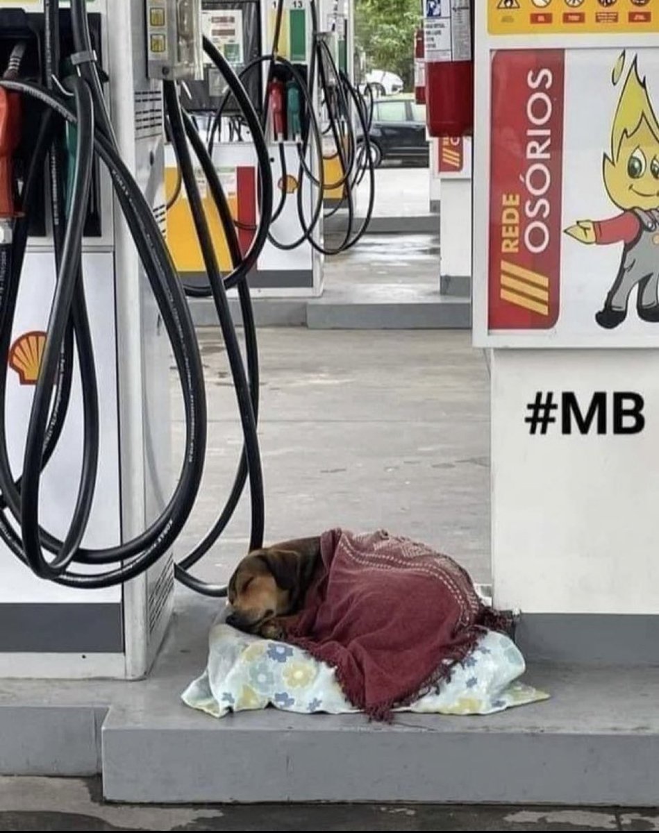 💖 (@twaniimals) on Twitter photo 