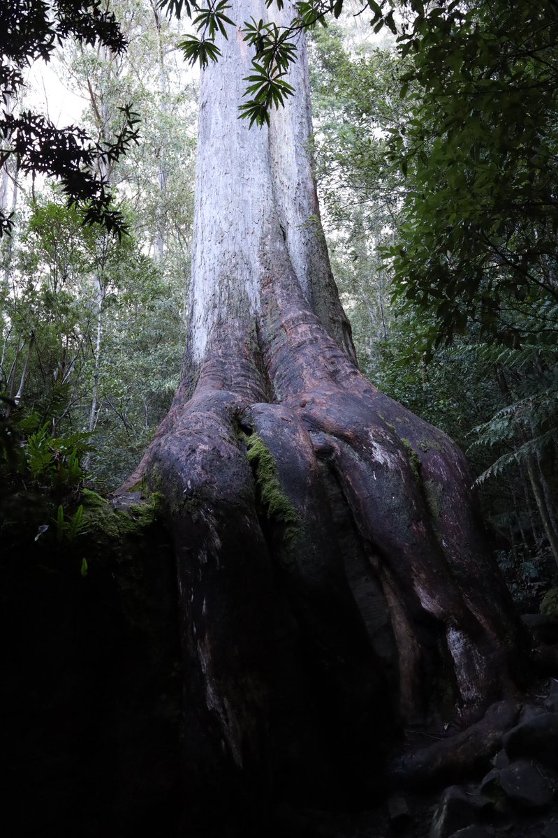 Loretta Lohberger tweet media