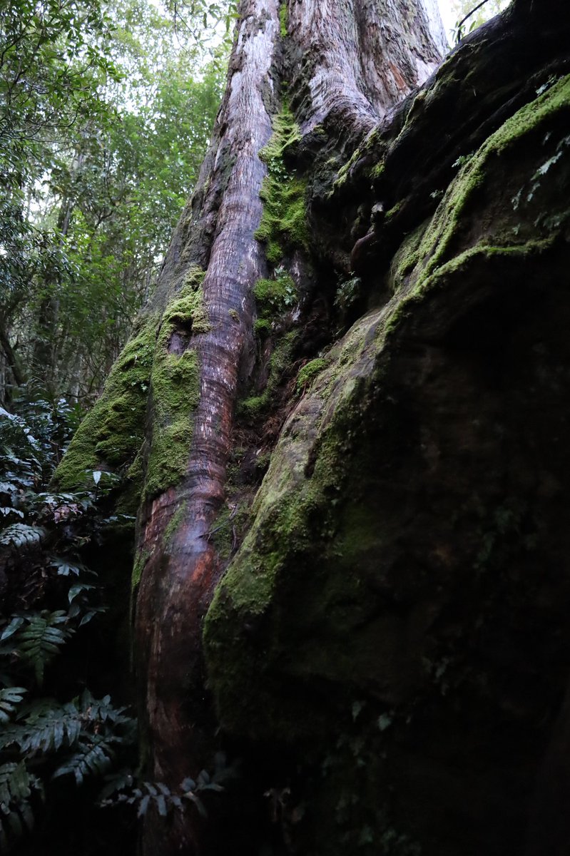 Loretta Lohberger tweet media