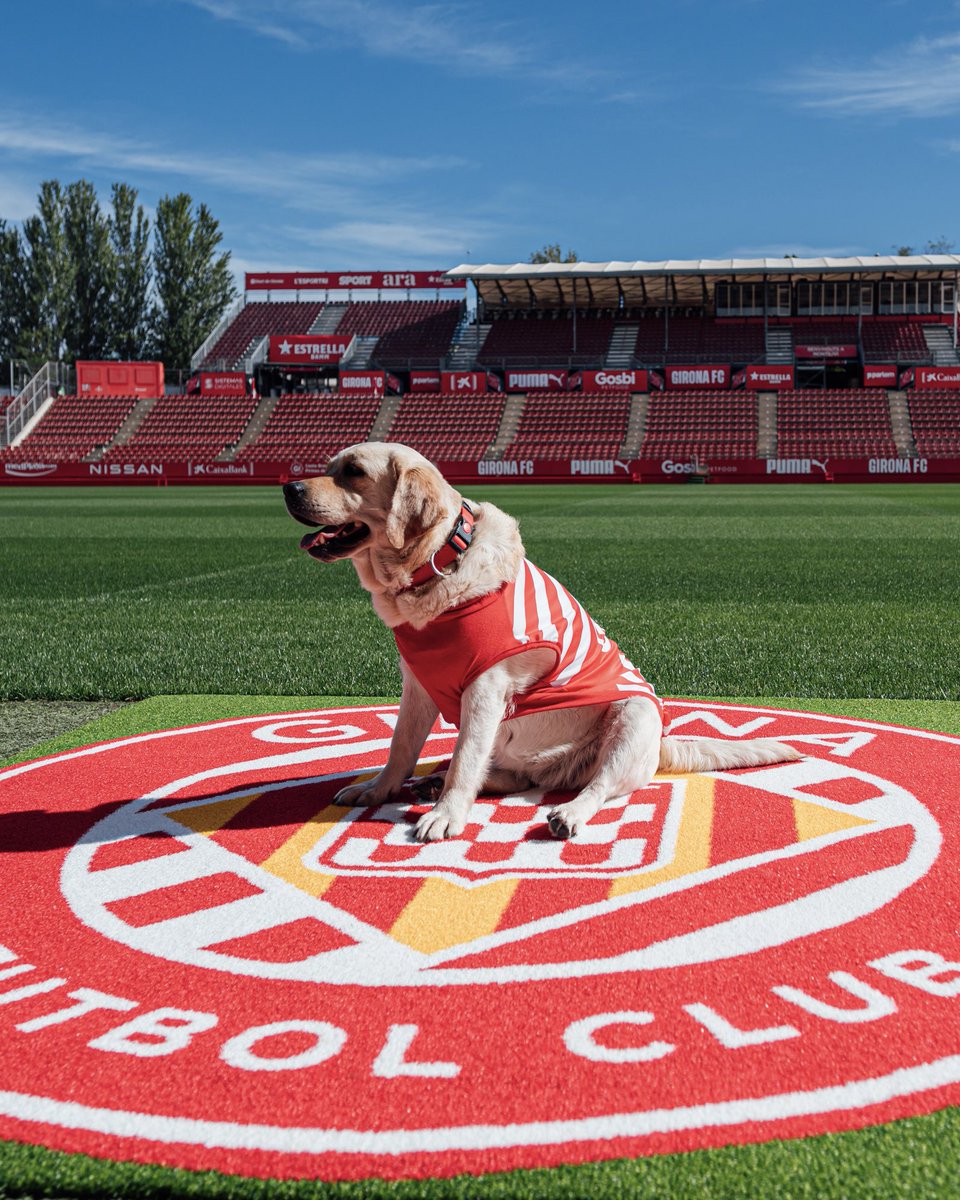 Girona FC tweet media