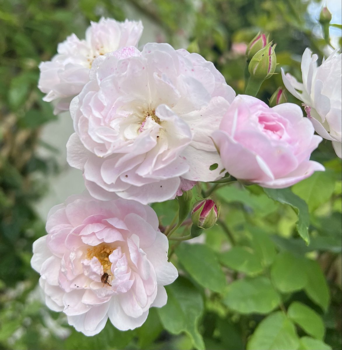 It’s Friday already! Pleased to see the second flush of my Blush Noisette #rose. Have a wonderful day everyone! 💕🌸🎀 #FridayPink #FlowersonFriday #FridayFeeling #NotRoseWednesday #Roses23 #FlowersOfTwitter #GardeningTwitter