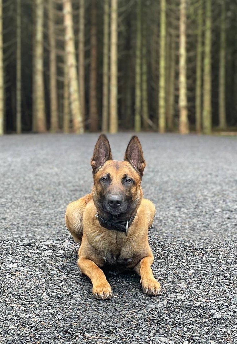 PSOSDogs's tweet photo. #PDMilo and #S328 helped @PSOSLothBord officers yesterday when a vulnerable 15-year-old girl went missing in West Lothian. The pair tracked through woods and found her hiding under a fallen tree and then took her back to safety. Great work!

#TheNoseKnows
#WereHereToSupport https://t.co/an3RPKNzsv