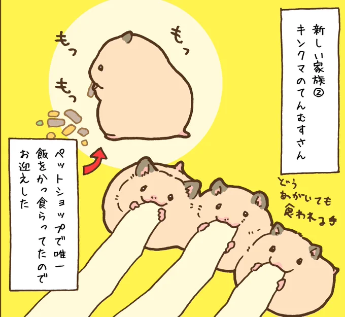 明日のハムちゃん漫画は新しい家族てんむすさんのお話です 