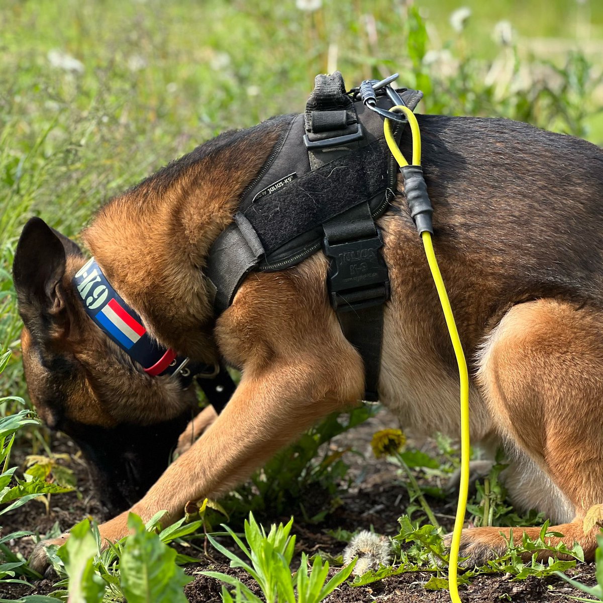 Agricultural inspection with our detection dogs. Our dogs can be trained to detect invasive plant species, diseases, and fungi.

#ecodetectiondogs #landbouw #workingdogs #snifferdogs #conservationdogs #detectiondogsforconservation #sifd #scentimprintconservationdogs