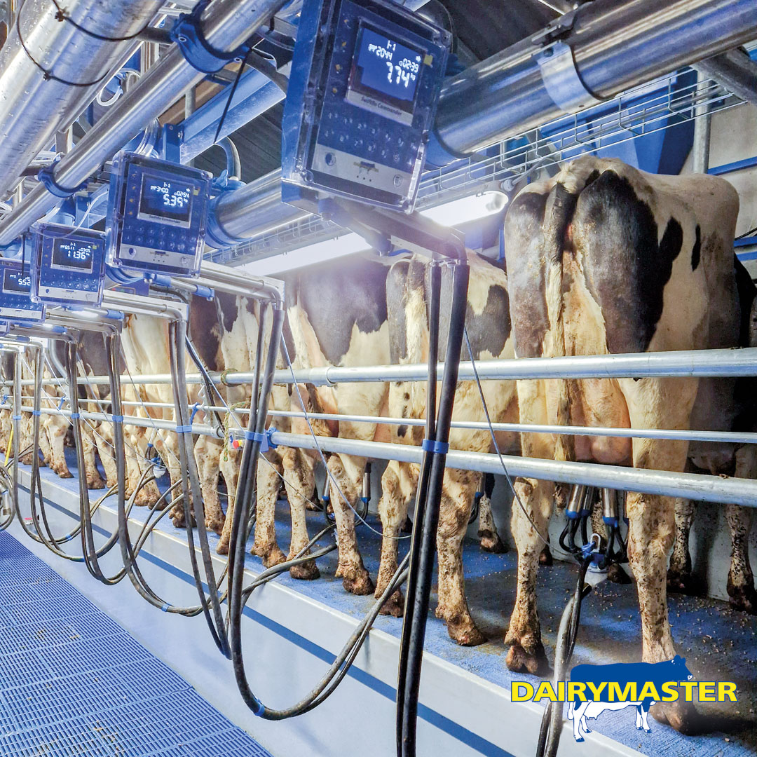 dairymaster's tweet photo. A fully equipped 20 unit Swiftflo Swing parlour in Belgium! π€©π
#SwiftfloSwing #Dairymaster #BuildingBetterProducts https://t.co/VAQjP1AUAp
