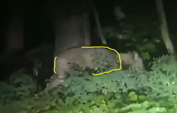 in diesem thread zeige ich euch, warum die löwin in wirklichkeit eine ente ist

und los: 1/x