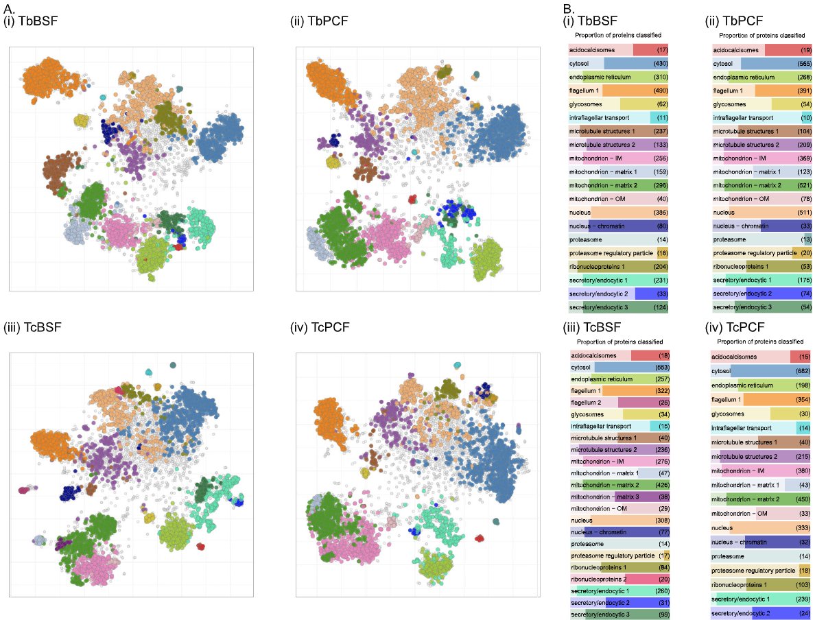 Ross Waller (@rosswaller3) on Twitter photo The resolved cell spatial proteomes of not one but two #Trypanosoma spp. in two different life stages each! Wonderful to have been involved in this project led by <a href="/MacGregor_Lab/">Paula MacGregor</a>, and a phenomenal achievement by Nicola Moloney, the star of this show.
nature.com/articles/s4146… The resolved cell spatial proteomes of not one but two #Trypanosoma spp. in two different life stages each! Wonderful to have been involved in this project led by <a href="/MacGregor_Lab/">Paula MacGregor</a>, and a phenomenal achievement by Nicola Moloney, the star of this show.
nature.com/articles/s4146…