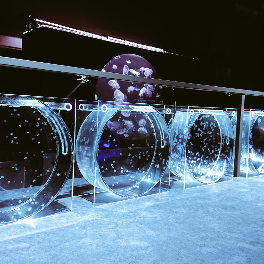 Iaxx2Wh's tweet photo. OPEN日にAOAOに行くことが出来ました（北海道出張に感謝）
思いのほか身近な人との関わりがある水族館でした🐟
#AOAOSAPPORO https://t.co/rF0zZBD77Q
