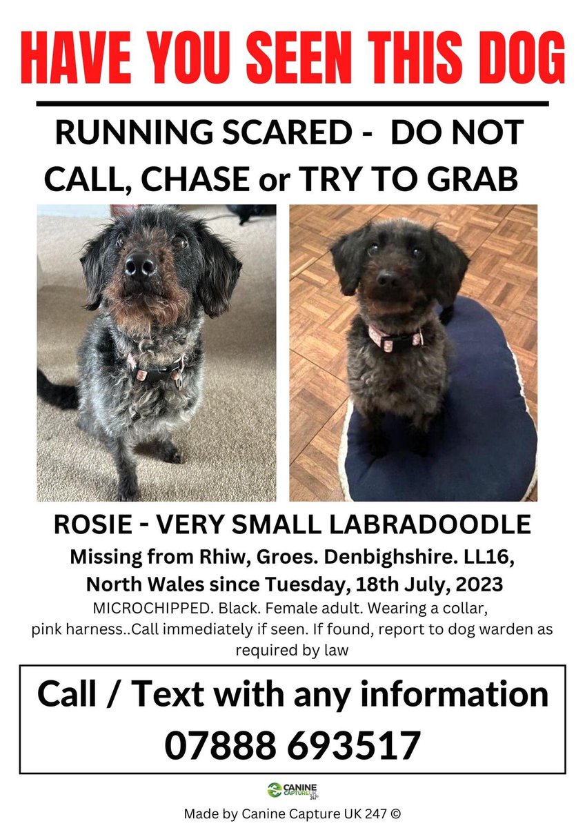 oldandfeelit's tweet photo. ❗️SIGHTINGS ONLY -   MISSING IN AN UNFAMILIAR AREA - DO NOT CALL, CHASE, GRAB OR ATTEMPT TO CATCH❗️
Photo now added.

#ROSIE IS MISSING FROM #RHIW, #GROES, LL16 AREA, #DENBIGHSHIRE, #NORTHWALES SINCE TUESDAY, 18th JULY, 2023 https://t.co/o0dchl2TYp