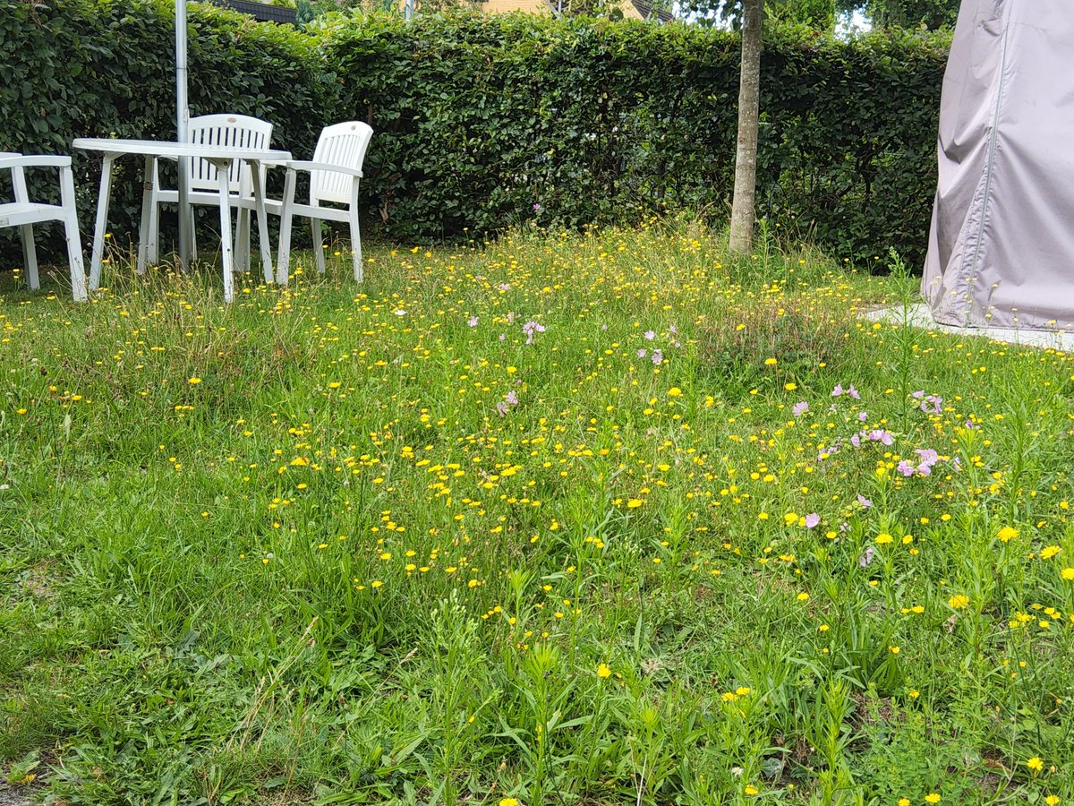 Eigentlich wollte ich heute wieder einmal Rasen mähen, aber ich bringe es nicht übers Herz. Unser Garten bleibt Insektenhotel 😊