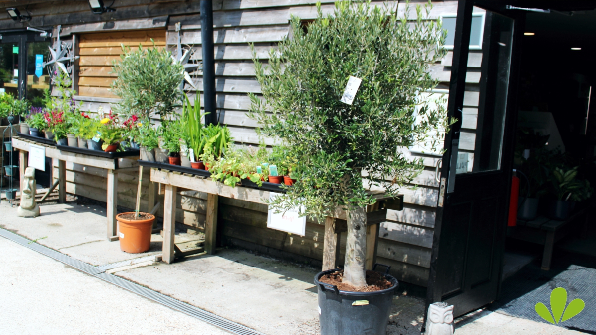 Pick your own olives! They flowered, they have fruited - now all you need to do is get one of our mature olive trees and you'll soon be harvesting your own...
#gardening #Kent #EastSussex #LandscapeGardeners