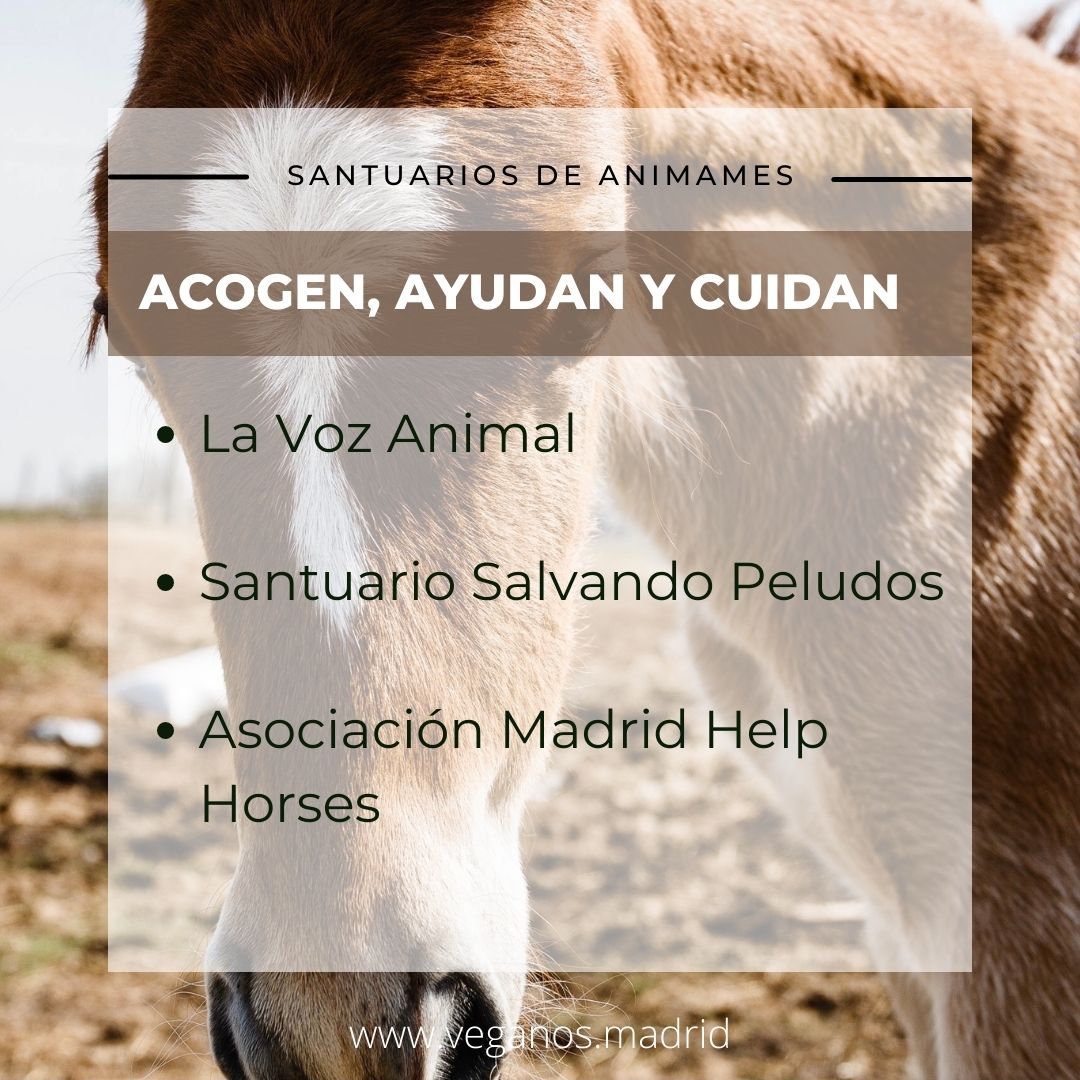 💚Los santuarios veganos de animales, se encargan de rescatar, acoger, ayudar y cuidar animales de todo tipo. ❤️‍🩹🐄  Merecen una vida digna, en LIBERTAD. 🔗 buff.ly/3Q6cKWH 
<a href="/santuariovegan/">Santuario Vegan</a>  
<a href="/LaVozAnimal/">La Voz Animal</a> 
@elvallencantado 
<a href="/CentroRainfer/">Rainfer</a> 
<a href="/MadHelpHorses/">Madrid Help Horses</a> 
<a href="/santuario_sp/">Santuario Salvando Peludos 🐮</a>