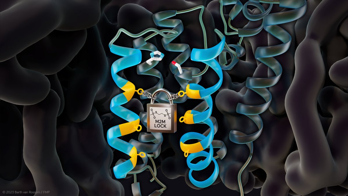 FMP Berlin (@leibnizfmp) on Twitter photo Exciting news by Lange Lab & @HanSun_Lab on #RhomboidProteases. Our study <a href="/ScienceAdvances/">Science Advances</a> sheds light on their gate dynamics, helping understand roles in diseases like cancer & Parkinson's & sees potential in them as therapeutic targets. #nmr
👉leibniz-fmp.de/newsroom/news/… Exciting news by Lange Lab & @HanSun_Lab on #RhomboidProteases. Our study <a href="/ScienceAdvances/">Science Advances</a> sheds light on their gate dynamics, helping understand roles in diseases like cancer & Parkinson's & sees potential in them as therapeutic targets. #nmr
👉leibniz-fmp.de/newsroom/news/…