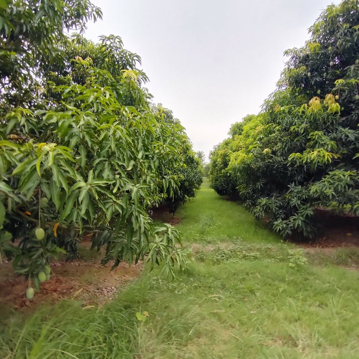themangocompany's tweet photo. Farms maintained according to latest mango research techniques https://t.co/P0OOkvr0cH