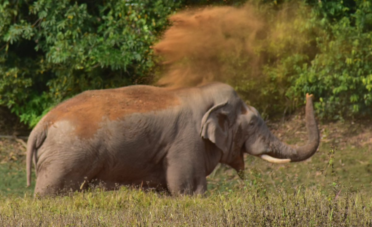 elehelp's tweet photo. #DustBathing #WildElephant in our project area on the @FreelandGlobal frontline today!  #SurvivingTogether https://t.co/pH10ZblBET