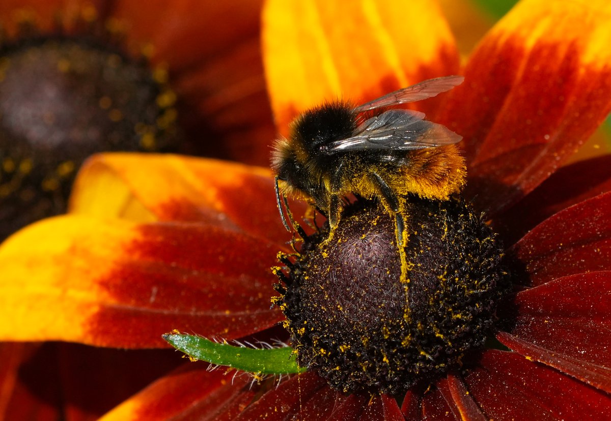 Tpzijl's tweet photo. #julibloeiers
@wilma_meijerink
#RuigeRudbeckia
#Stippelmot
#Steenhommel
#Distelvlinder
#Kleinkoolwitje https://t.co/GTUd0lF3hy