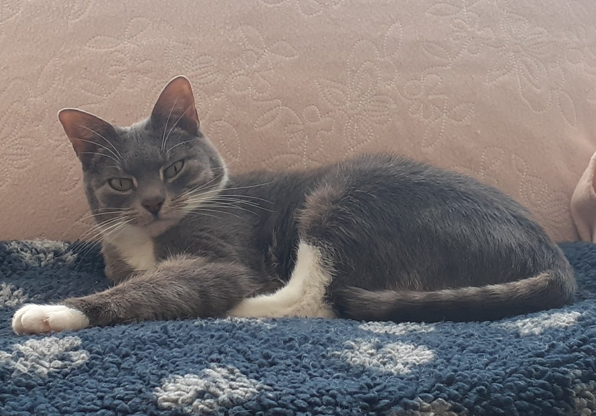 Cat missing in #Horsham (Broadwood Close) - RTs appreciated! Shabs was last seen at 9:30am yesterday, and is a very nervous cat who is not used to being outside. It's possible he panicked and got himself lost after getting out of the back garden via a side gate. #MissingCat