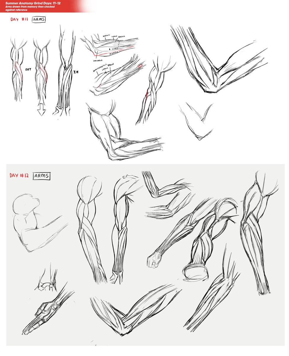 💠 I've Been Grinding Anatomy For 3 Weeks This is what I've got! ✧ Days 9-11: Full study with reference/resource ✧ Days 12-14: No reference practice from memory only (I checked for accuracy with reference after I finished each session)
