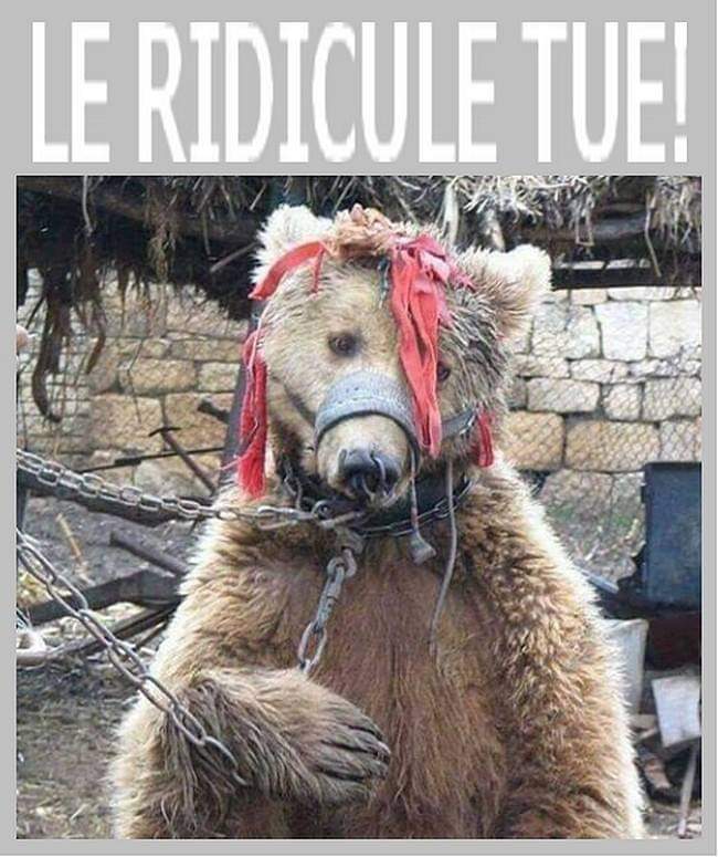 AdeaClaude's tweet photo. MALTRAITANCE EXPLOITATION ANIMALE : LE CIRQUE DANS TOUTE SA SPLENDEUR https://t.co/A9h1ufD6AP