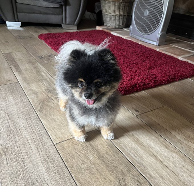 Just dropped my baby boy off at the vets for an X-ray, but they have to put him to sleep for a while&hellip;