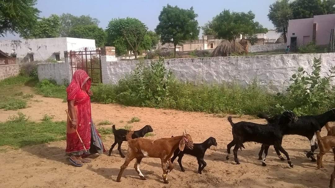 🔸 लोकल भाषा में बकरी को क्या कहते हैं ?