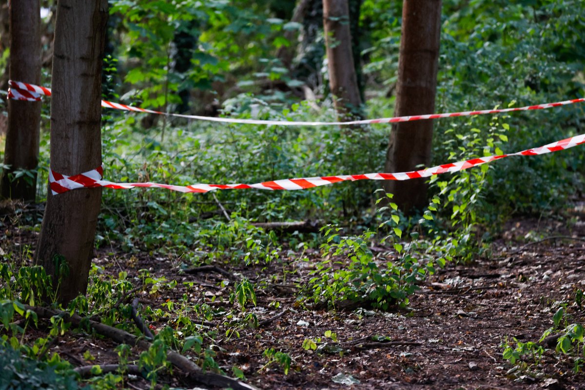 theberlinermag's tweet photo. News latest: 🦁 Lion hysteria: We examine the evidence

❗As the hunt for the alleged lioness continues in Berlin's Kleinmachow area, we examine the evidence so far.

#EXBnews #Lion #Loewin

Full story: https://t.co/HmazexWkcm https://t.co/Qc0gqlZE4p