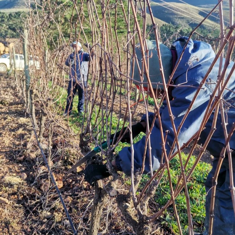 And the exciting work continues on the farm.. we are busy converting Campbell (Pinot Noir vineyard block) from Spur pruning system to Cane Pruning system called Guyot🙌🏼🍇🌿
#farmwork #ataraxia #pinotnoir