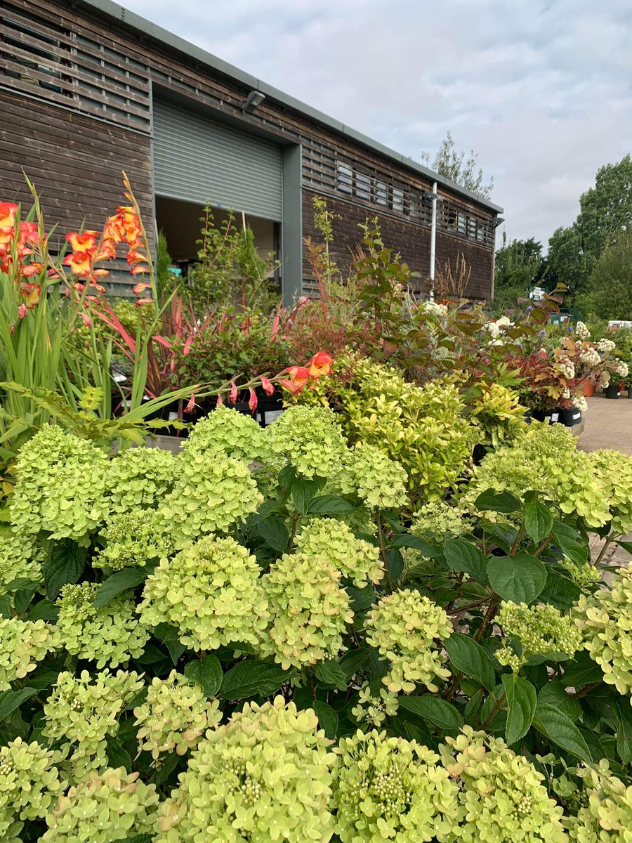 There is so much going on on the nursery at the moment. Constant changes to add to our offering. Looking for inspiration? Drop in to our Cash & Carry Monday-Friday (CV23 9QQ) #peatfree #peatfreeplants #familyownedbusiness #ukgrower #plantnursery #nursery #plants #horticulture