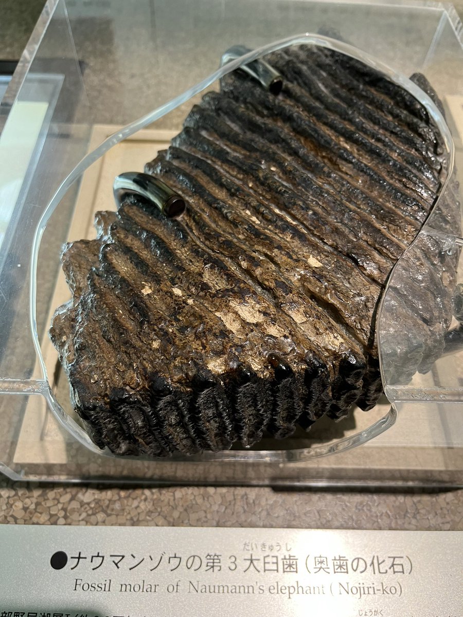 ナウマンゾウ化石奥歯？臼歯？