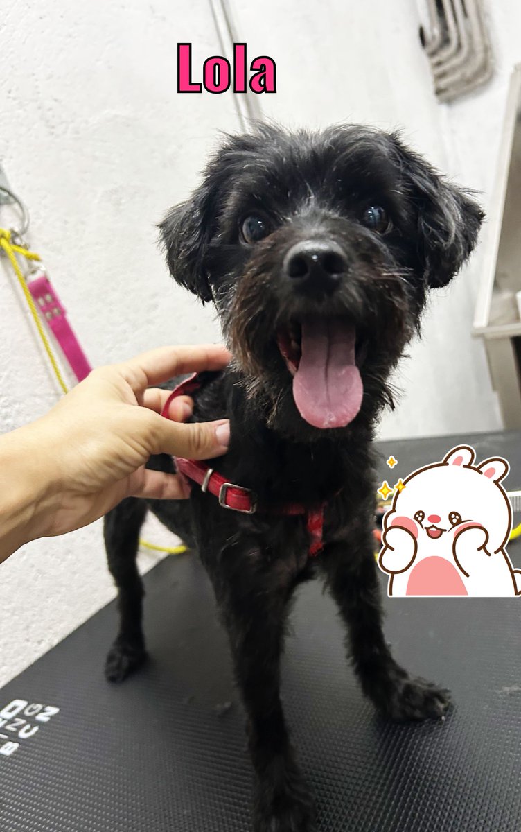 Irenicat's tweet photo. #diainternacionaldelgos #diainternacionaldelperro #internationaldogday #MatiEstiuCatRàdio #lola #lolalaperra  #laperraguapa #can_derquibcn https://t.co/eVHZD6TbuS
